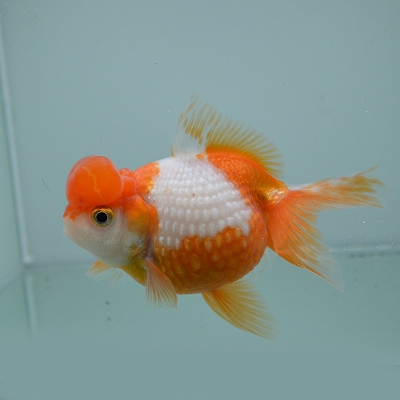 金魚 | pet shop WAKABAYASHI