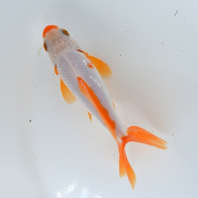 金魚 | pet shop WAKABAYASHI