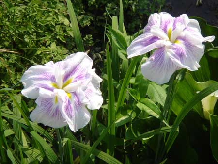 花ショウブ2