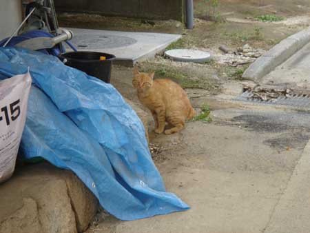 野良猫