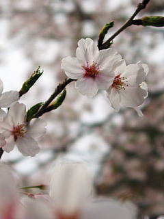 大石不動院の桜
