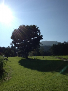 畠山さゆり