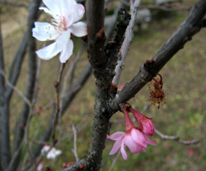 大寒の桜