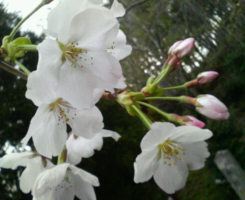 20070329_295272.jpg