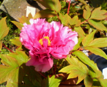 20070329_295277.jpg