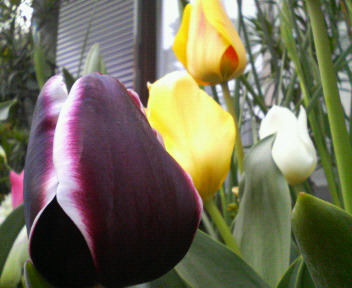 20070329_295388.jpg