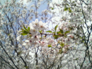 20070405_297519.jpg