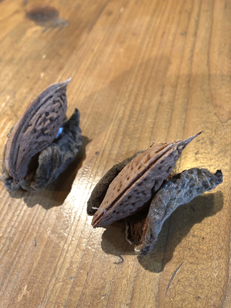 アーモンド