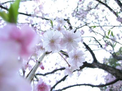 さくら