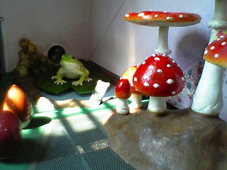 20050731 湘南台文化センター キノコ
