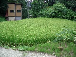 20050814 夏の田圃