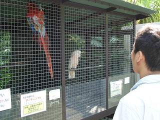 20050828 熱川バナナワニ園 オウム