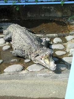 20050828 熱川バナナワニ園 ワニ
