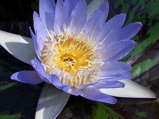 20050828 熱川バナナワニ園 蓮