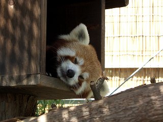 20050828 熱川バナナワニ園 レッサーパンダ