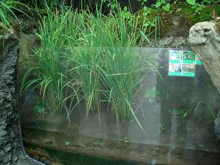 20050918 アクアマリンふくしま イネ