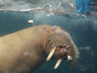 20050918 アクアマリンふくしま セイウチ