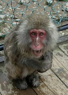 20051112 地獄谷野猿公苑 片手猿