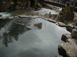 20051112 地獄谷野猿公苑 お風呂
