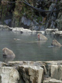 20051112 地獄谷野猿公苑 風呂で猿