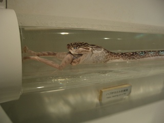 20051210 ハブ博物公園 カエルを飲み込むハブ