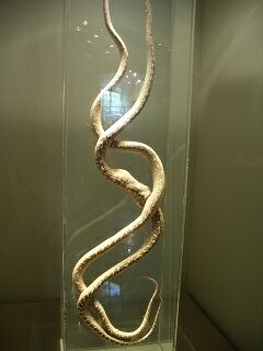 20051210 ハブ博物公園 ハブの交尾はDNA