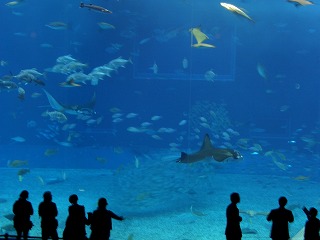 20051212 美ら海水族館 水槽