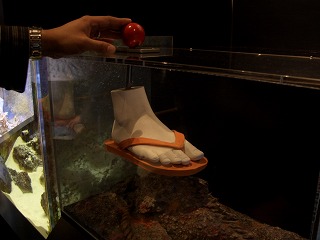 20051212 美ら海水族館 オニヒトデ