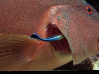 20051212 美ら海水族館 そーじ