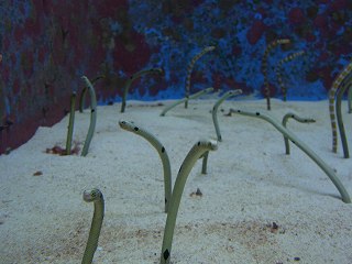 20051212 美ら海水族館 ニョロニョロ