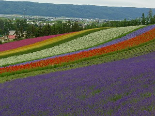 20060724 ファーム富田 ラベンダー