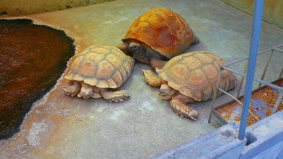 20070429 ナガセスッポン養殖場 ケズメクリガメ
