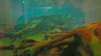 20070430 埋没林博物館 埋没林