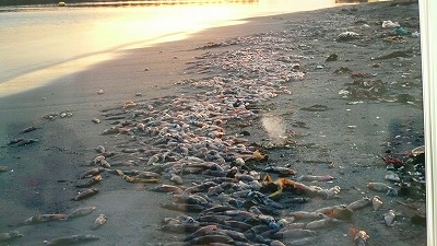 20070430 ほたるいかミュージアム 身投げ