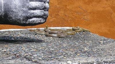 20070501 ハニベ岩窟院 ヘビ