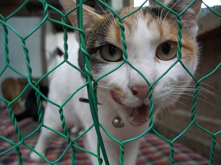 20061208 ムツゴロウ王国 ハンナ1