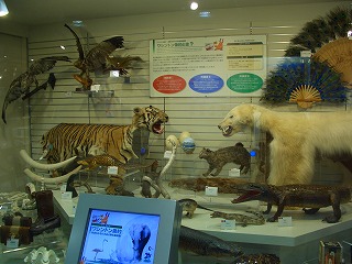 20061215 東京税関情報ひろば 展示