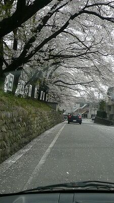 20070408 旭温泉 桜