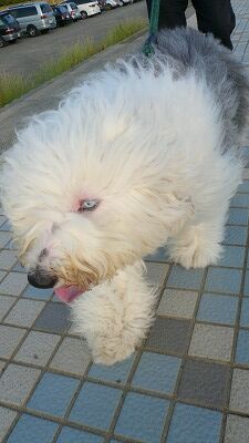 20070602 ハナちゃん ヘテロクロミア