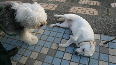 20070602 ハナちゃん 降参