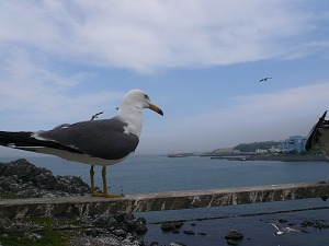20070609 蕪嶋神社 海!