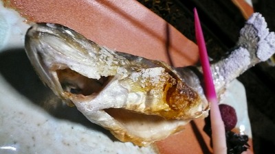 20070609 蔦温泉 岩魚