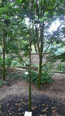 20070904クローブ