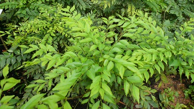 20070904カレーリーフ