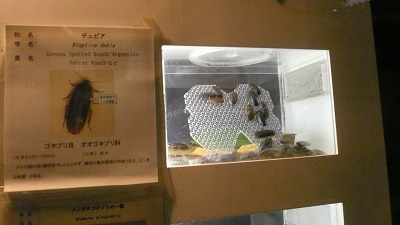 20071028 多摩動物公園 ゴキブリ2