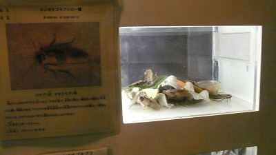 20071028 多摩動物公園 ゴキブリ3