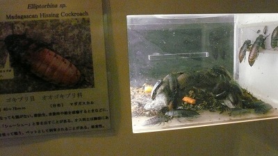 20071028 多摩動物公園 ゴキブリ4