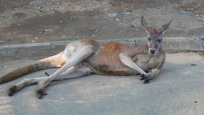 20071028 多摩動物公園 おっさn