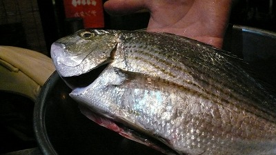 20080304 おまつり本舗 ヘダイ