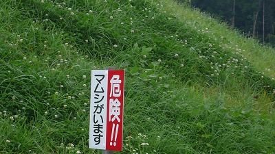 20080713 九重夢大吊橋 マムシ